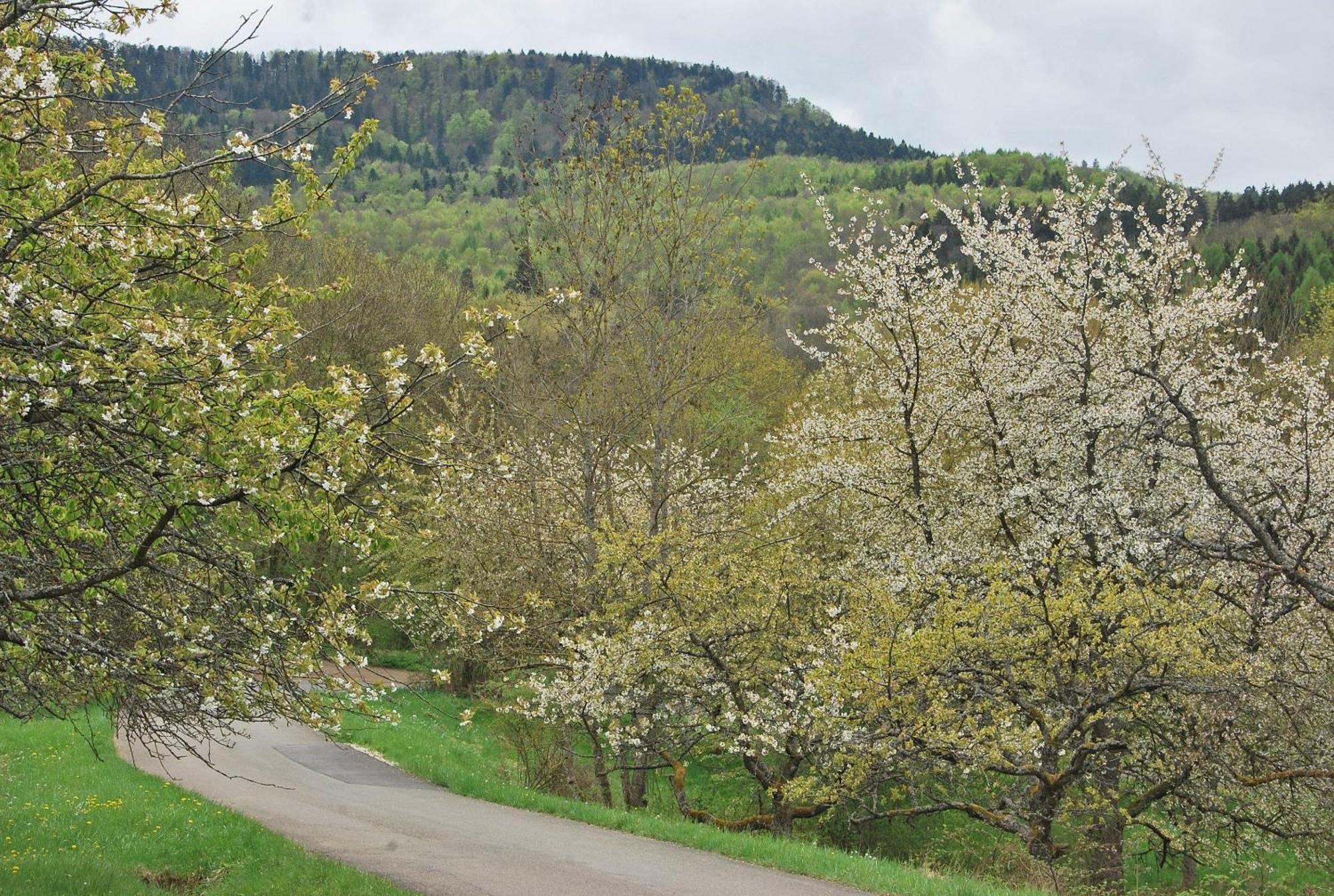 Ferienwohnungen Beim Imker Mössingen Kültér fotó